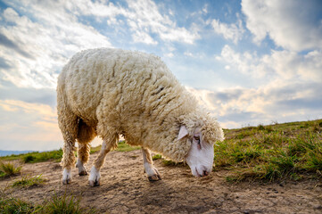 Sheep in a meadow on green grass of farmland   