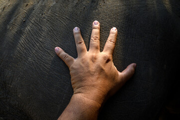close-up mahout hand touching elephant skin 