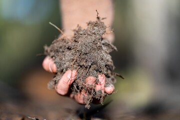 regenerative organic farmer, taking soil samples and looking at plant growth in a farm. practicing...