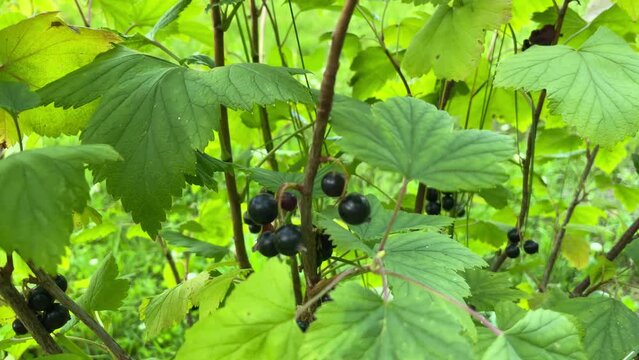 close-up of a currant bush with growing ripe black berries on a summer day. Blackcurrant harvest at the farm.Selective focus. Useful berries grow on bushes