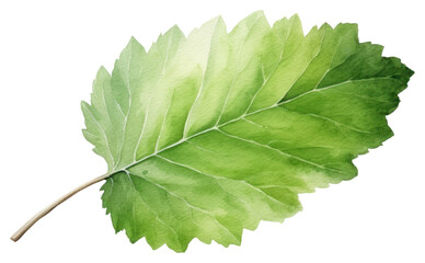 PNG Leaf plant tree freshness - obrazy, fototapety, plakaty