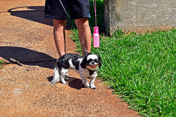 Dog breed shih tzu on a leash with its owner