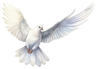 PNG Animal bird cockatoo wildlife