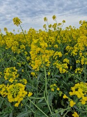 Fototapeta premium Agrarland. Rapsfeld. Krautige Pflanze. Gelbe Blüten. Duftblumen. Reich an Pollen. Blaue Himmel. Wolkige Himmel. Baumsilhouetten. Frühlingsszene. Üppiges Blätterdach. Grünes Gras. Ländliches Leben.