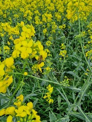 Raps-Makrofotografie. Landwirtschaft. Pollen. Kulturpflanze. Rapsknospen. Gelbe und grüne Farbe....