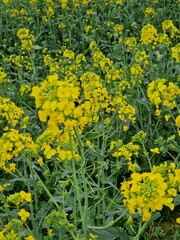 Raps-Makrofotografie. Landwirtschaft. Pollen. Kulturpflanze. Rapsknospen. Gelbe und grüne Farbe. Bienenbestäubung. Draußen. Blütenstand. Blätter im Hintergrund. Honig. Minimalistische Kunst.