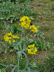 Raps-Makrofotografie. Landwirtschaft. Pollen. Kulturpflanze. Rapsknospen. Gelbe und grüne Farbe. Bienenbestäubung. Draußen. Blütenstand. Blätter im Hintergrund. Honig. Minimalistische Kunst.