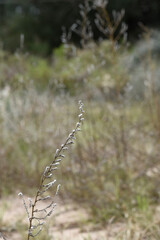 Fototapeta premium Wild flowers in semi desertic environment, Calden forest, La Pampa Argentina