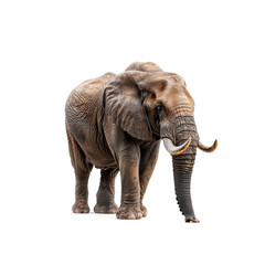 Majestic Elephant With Tusks on White Background. Generative AI