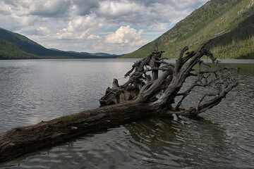 A dried tree lies in shallow water in a mountain lake.