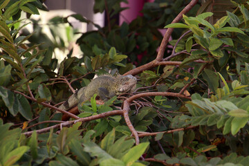 Top view on Green iguana (Iguana iguana) on a tree, Bonaire Isalnd, Caribbean Netherlands - 785334098