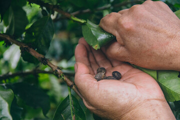 Hands-picking coffee berries on a plantation