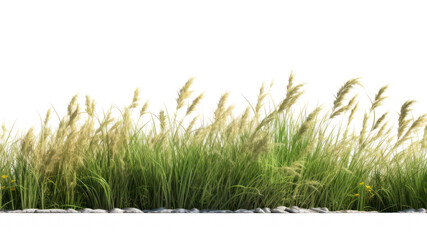 Fototapeta premium PNG Wild grass outdoors plant field. AI generated Image by rawpixel.