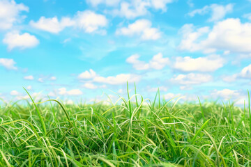 Fototapeta premium Green grass field and blue sky summer landscape background.