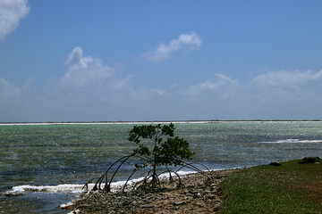 Small mangrove tree growing at the coast of a salt lake (Pekelmeer, Bonaire, Caribbean Netherlands) - 785335248