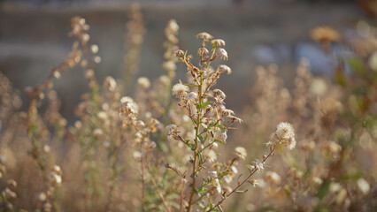Backlit wildflowers glisten in the soft light of murcia, spain, highlighting the delicate textures of nature.