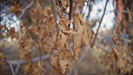 Close-up of dried brown leaves on a tree branch in murcia, spain, signaling seasonal autumn changes.