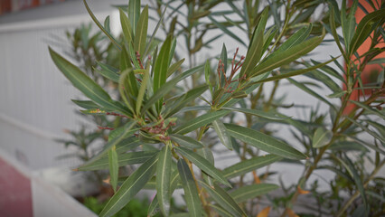 Green oleander leaves and budding flowers in a tranquil murcia garden, representing mediterranean flora.