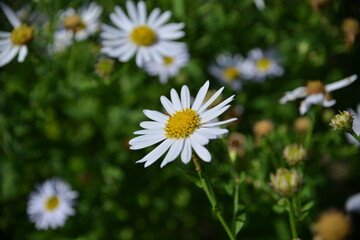 Obraz premium Zarte weiße Blüten auf Grünem Grund