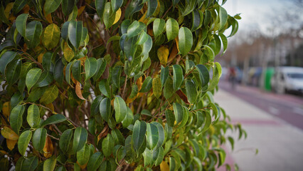 Close-up of glossy green leaves of a ficus benjamina in urban murcia, spain, with blurred street background.