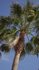 A tall palm tree detailed against a clear blue sky, showcasing tropical flora.