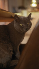 Intimate portrait of a chartreux cat with keen eyes observing indoors