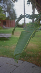 Close-up of a vibrant green palm leaf with a blurred garden background in daylight.