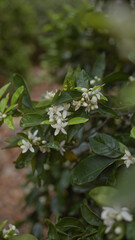 Close-up of the fragrant white blossoms of citrus sinensis, commonly known as sweet orange, among lush green leaves.