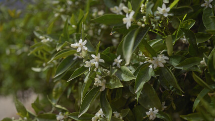 Fragrant orange blossoms bloom amid lush foliage on a citrus sinensis tree, signaling springtime in a garden.