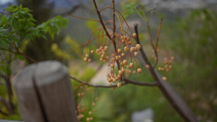 Close-up of tan chinaberry fruits, melia azedarach, with blurred foliage background in a natural environment.