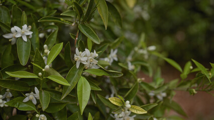 Close-up of white citrus blossoms and green leaves on an orange tree, citrus sinensis.