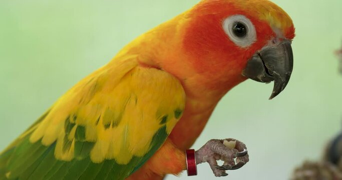 The sun parakeet (Aratinga solstitialis), also known in aviculture as the sun conure, is a medium-sized, vibrantly colored parrot. High definition shot at 4K, Slow motion video footage.