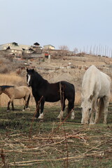 herd of horses