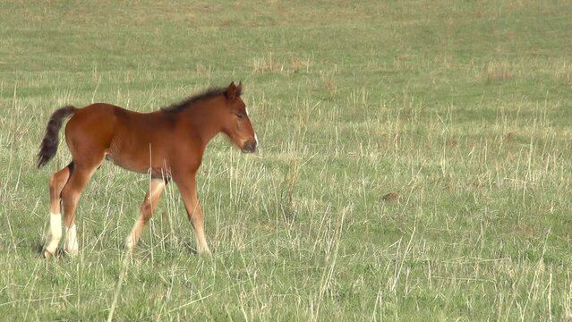 Foal. Little foal walking on green spring meadow. Slow Motion