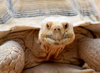 Portret - zbliżenie pyska dużego żółwia pustynnego - obrazy, fototapety, plakaty