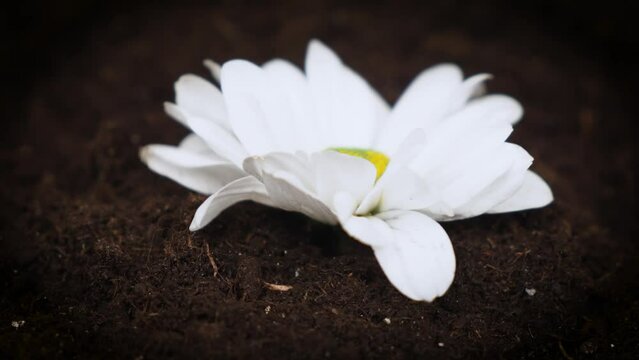 Beautiful white flower swirls in flower pot in fertile soil, close up. Gardening floriculture horticulture farming concept