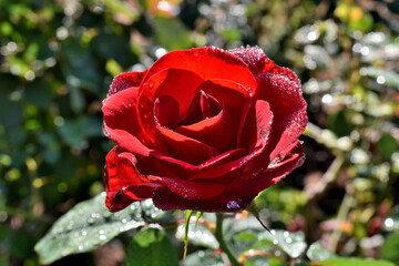 朝露を浴びた赤いバラ