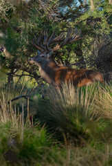 Red deer in Calden Forest environment, La Pampa, Argentina, Parque Luro, Nature Reserve