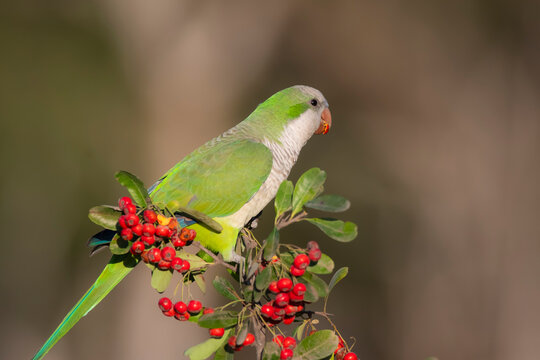 Parakeet perched on a bush with red berries , La Pampa, Patagonia, Argentina