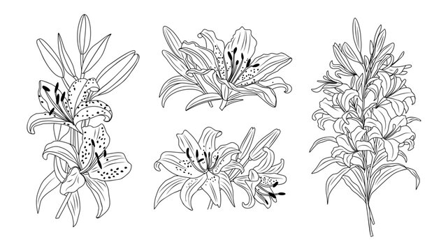 Set of Lily flower line art vector botanical illustrations. Trendy greenery hand drawn black ink sketch. Modern design for logo, tattoo, wall art, branding and packaging. Transparent background.