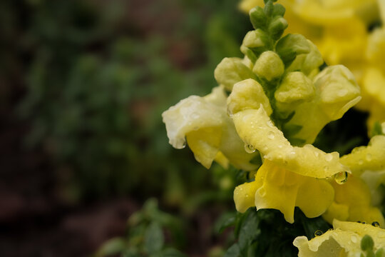 Dew coveres yellow snapdragons with negative space for copy