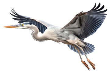 PNG Heron animal flying stork.  - obrazy, fototapety, plakaty