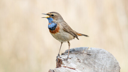 robin on a branch