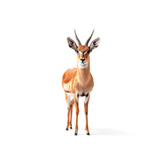 Small Antelope Standing in Front of White Background. Generative AI