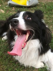 border collie in the park