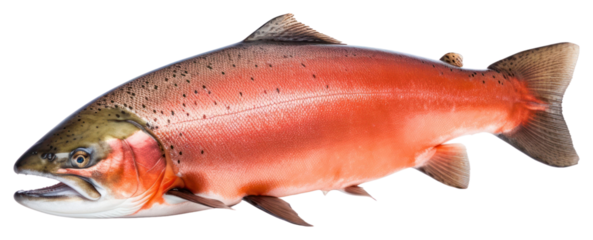 PNG Animal trout fish pomacanthidae. 