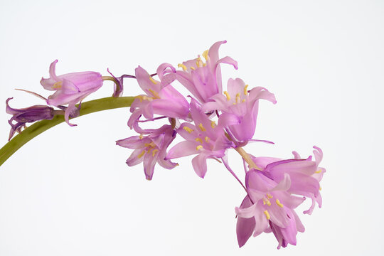 Close up image of bluebell flowers against a white background