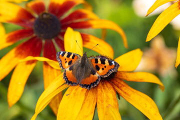 Butterfly Peacock Eye sits on a yellow rudbeckia flower
