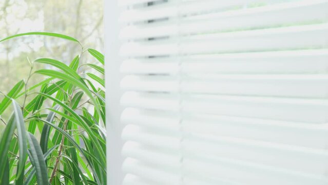 tropical ficus Ficus Alii, binnendijkii contrast against white office blinds, tranquil ambiance workspace, relaxation and calm, serene backdrop for productivity, blending nature with indoors