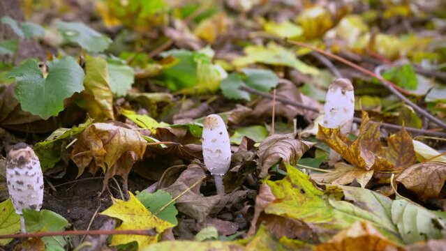 Mushrooms under fallen leaves. Coprinus comatus, commonly known as the shaggy ink cap, lawyers wig, or shaggy mane, is a common fungus.